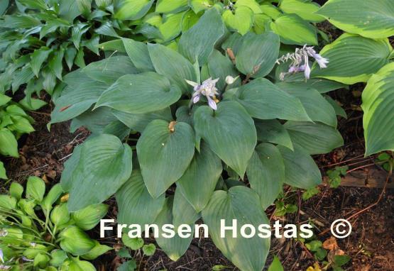 Hosta Valley's Vanilla Sticks